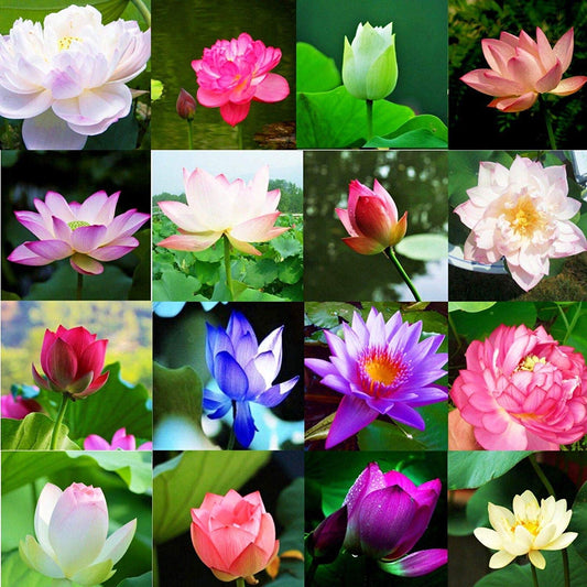 Earth Hopper Nelumbo Nucifera Rare Mixed Colour Seed 15 Seeds Bowl Lotus Flower Aquatic Plants