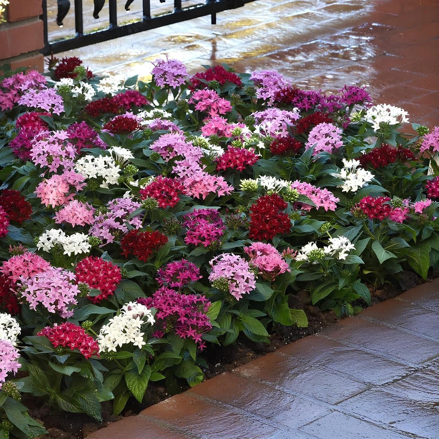 Earth Hopper Pentas Lucky Star Mix F1 Flower Seeds- 35 Seeds Pack - Grow Year Round - All India