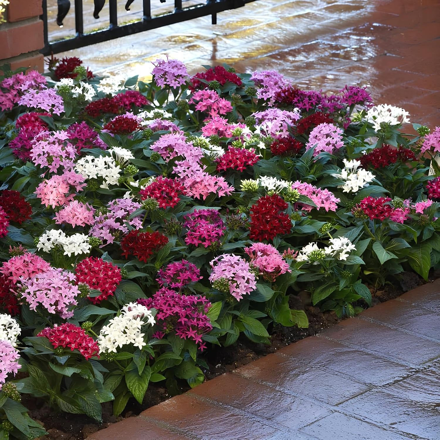 Earth Hopper Pentas Lucky Star Mix F1 Flower Seeds- 35 Seeds Pack - Grow Year Round - All India