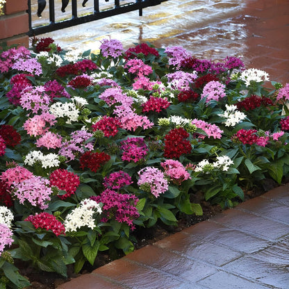 Earth Hopper Pentas Lucky Star Mix F1 Flower Seeds- 35 Seeds Pack - Grow Year Round - All India