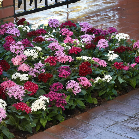 Earth Hopper Pentas Lucky Star Mix F1 Flower Seeds- 35 Seeds Pack - Grow Year Round - All India