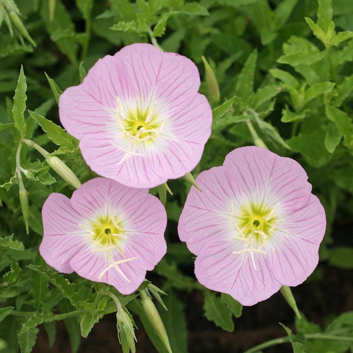 35+ SEEDS- Primrose Flower HYBRID Mix Flower Seeds For Planting Home Garden- Grow Year Round- All India.