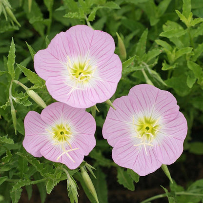35+ SEEDS- Primrose Flower HYBRID Mix Flower Seeds For Planting Home Garden- Grow Year Round- All India.