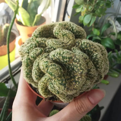 35 Seeds- Green Brain Cactus Seed,Stenocactus Multicostatus Seeds Rare Succulents Plant Bloom Plant Seeds