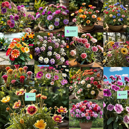 Low Maintenance Hybrid Flower Seeds Combo Pack- All Year Flower Seeds Supply (50 VARIETIES)