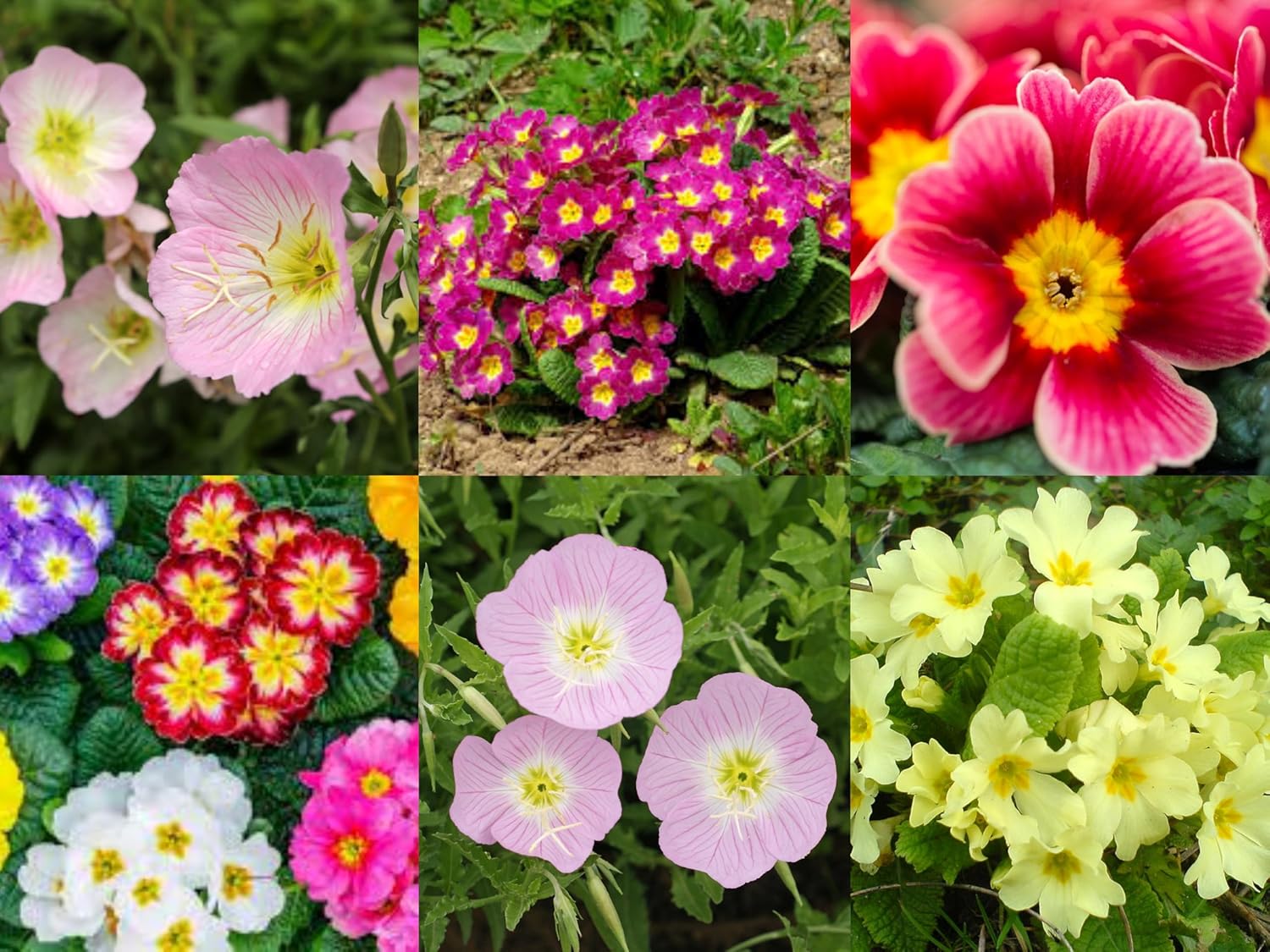 35+ SEEDS- Primrose Flower HYBRID Mix Flower Seeds For Planting Home Garden- Grow Year Round- All India.