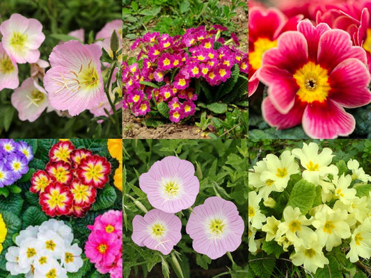 35+ SEEDS- Primrose Flower HYBRID Mix Flower Seeds For Planting Home Garden- Grow Year Round- All India.