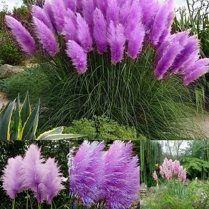 35+ Seeds- Pampas Grass Seeds,Home Garden Decoration Ornamental Grass Seeds（Purple）