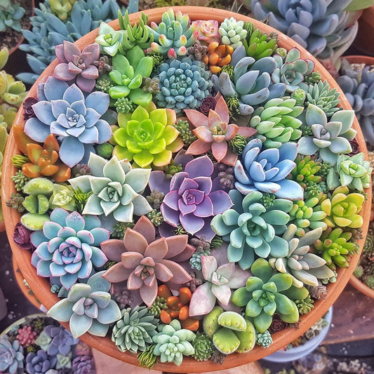 Early Summer Seeds - Anti Radiation Mini Succulent Mix Seeds Pack - 35 Seeds Trial Pack