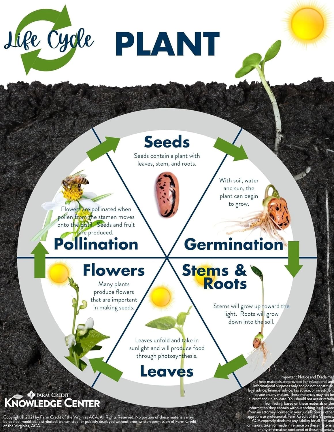 100+ SEEDS- Organic Cayenne Pepper Chilli Seeds - Kitchen Garden Pack- Non GMO