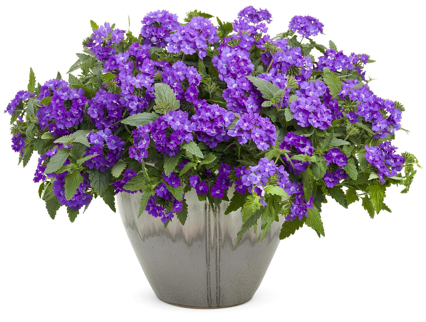 NooElec Seeds India 35+ SEEDS- Verbena Superbena 'Violet Ice' Flower Seeds For Planting Home Garden,