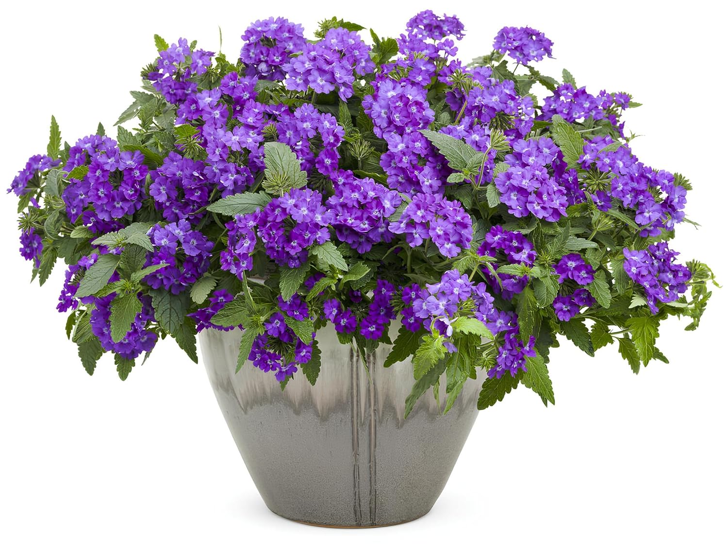 NooElec Seeds India 35+ SEEDS- Verbena Superbena 'Violet Ice' Flower Seeds For Planting Home Garden,