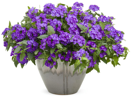 NooElec Seeds India 35+ SEEDS- Verbena Superbena 'Violet Ice' Flower Seeds For Planting Home Garden,