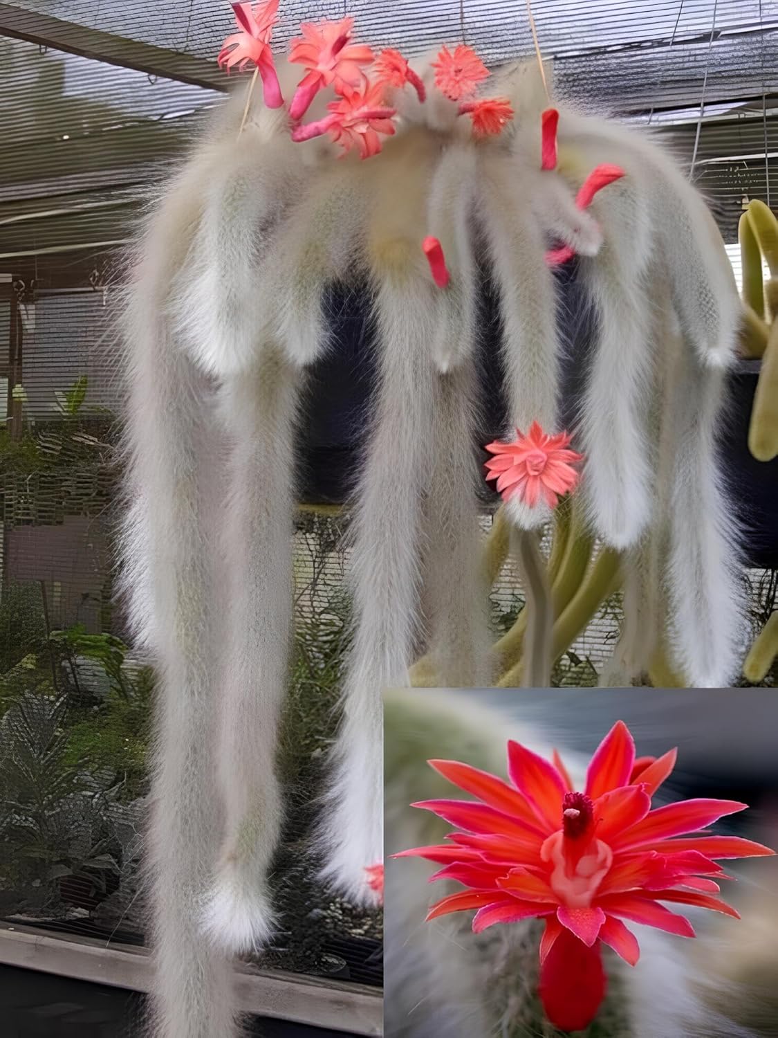 Earth Hopper 35+ SEEDS All Seasons Monkey Tail Cactus Seeds For Planting Home Garden -Indoor or Outdoor