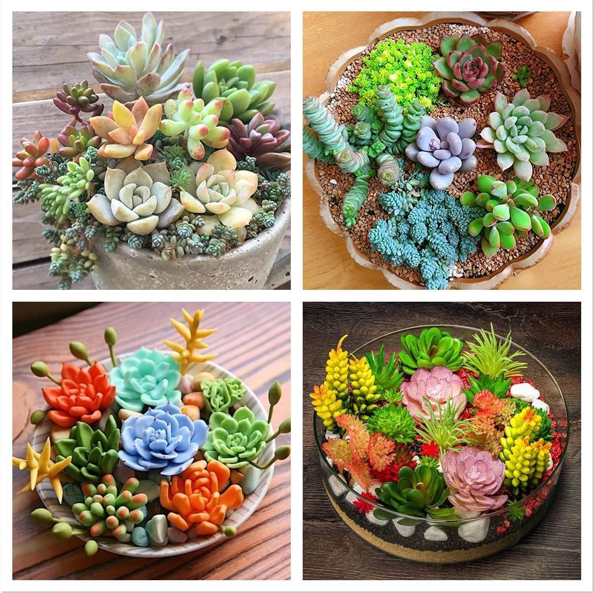 Earth Hopper 70+ Seeds - Beautiful Mixed Cactus Succulents Seeds for Planting, Ornamental Plant Seeds - Grow Indoor & Outdoor Both