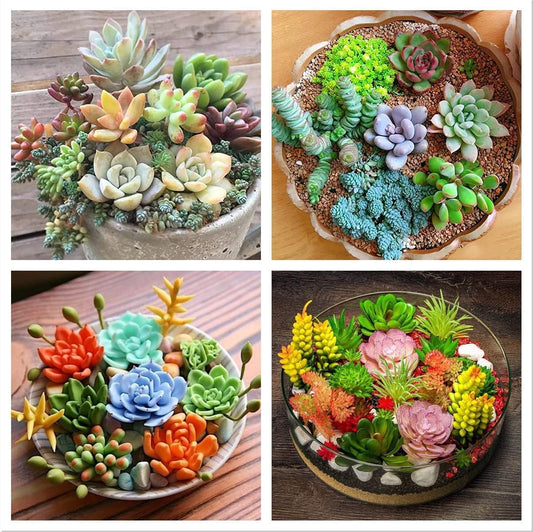 Earth Hopper 70+ Seeds - Beautiful Mixed Cactus Succulents Seeds for Planting, Ornamental Plant Seeds - Grow Indoor & Outdoor Both