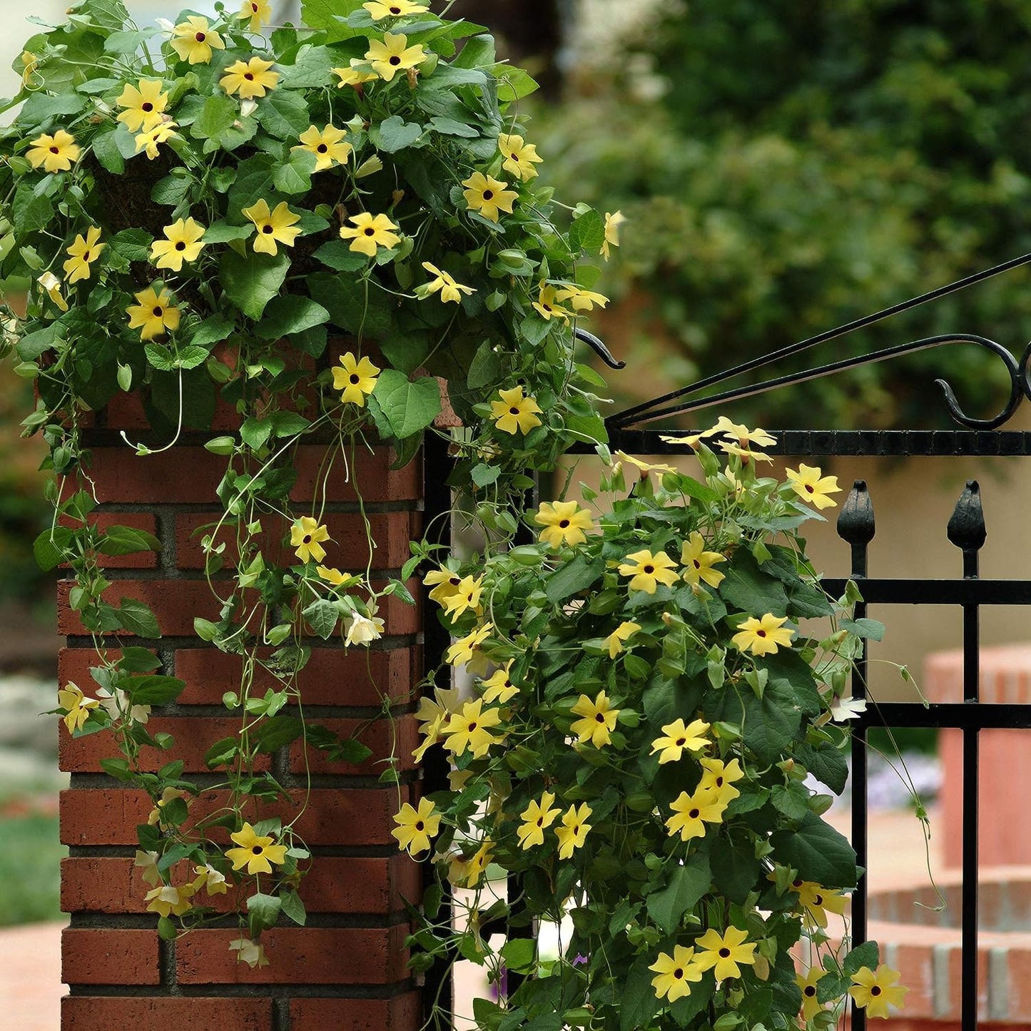 50+ Seeds- Thunbergia Black-Eyed Susan Yellow Climbing Vine Flowering Plants Seeds For Home Garden