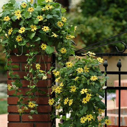 50+ Seeds- Thunbergia Black-Eyed Susan Yellow Climbing Vine Flowering Plants Seeds For Home Garden