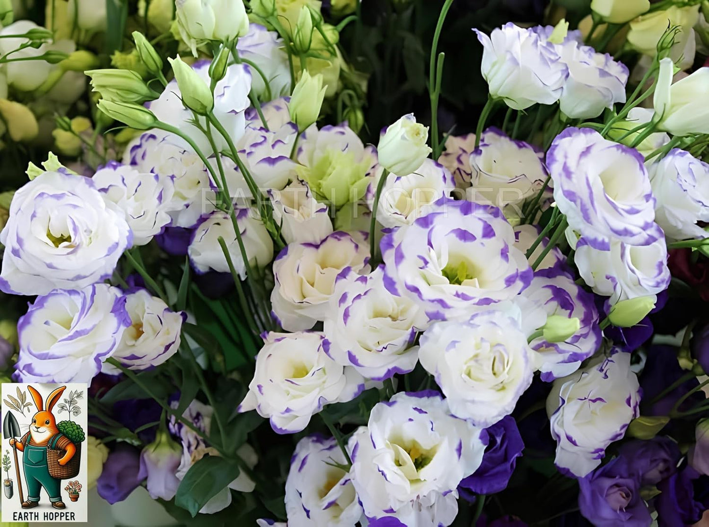 Earth Hopper 50+ SEEDS Lisianthus Flower Mix Colors Seed Pack, Easy Care & Fragrant & Air Purifying for Indoor & Outdoor Gardening