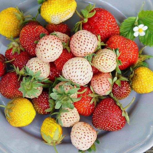 Earth Hopper 3 Colors Strawberry Four Seasons Strawberry Seeds For Planting - 15X3=45+ Seeds- Individually Packed