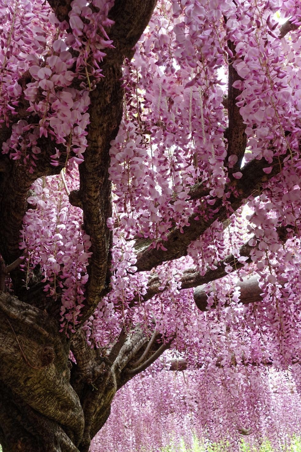 50+ SEEDS- All Year Growing Pink Wisteria Tree Seeds For Planting Home Garden- Grow All India.