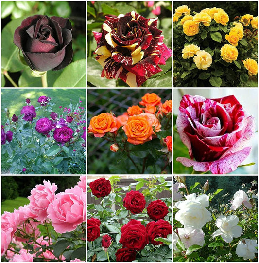 Hybrid All Season Mixed English Rose Flower 60+ Seeds for Home Garden Balcony Lawn Garden - Grow Year Round - All India