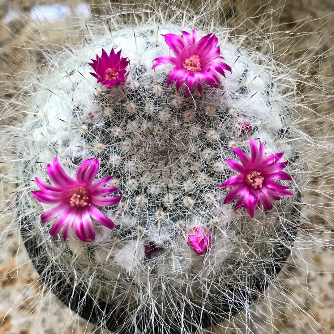 Earth Hopper Indoor Cactus Succulent Seeds Pack - 35 Seeds Eco Pack (Old Lady Cactus)
