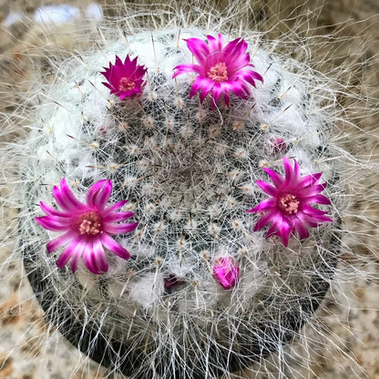 Earth Hopper Indoor Cactus Succulent Seeds Pack - 35 Seeds Eco Pack (Angel Wings Cactus)