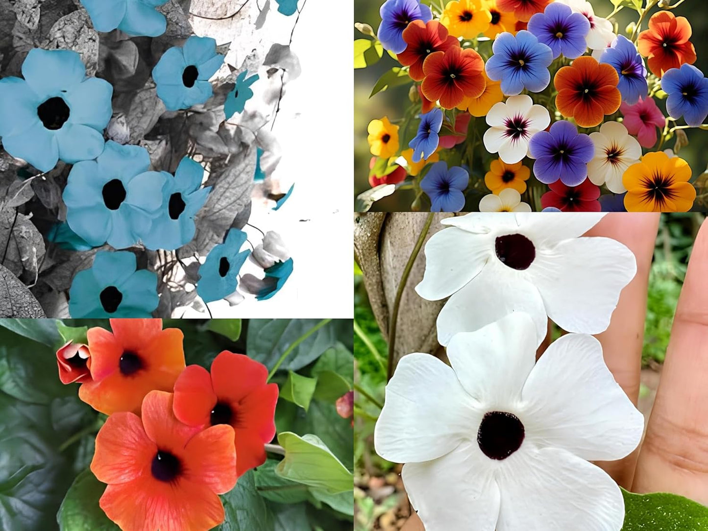 Earth Hopper Black Eyed Susan Thunbergia Mix Hybrid Flower Seeds - 50 Pcs, Easy to Grow & Care, Grow All India