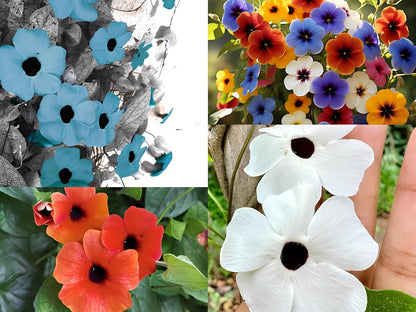 Earth Hopper Black Eyed Susan Thunbergia Mix Hybrid Flower Seeds - 50 Pcs, Easy to Grow & Care, Grow All India
