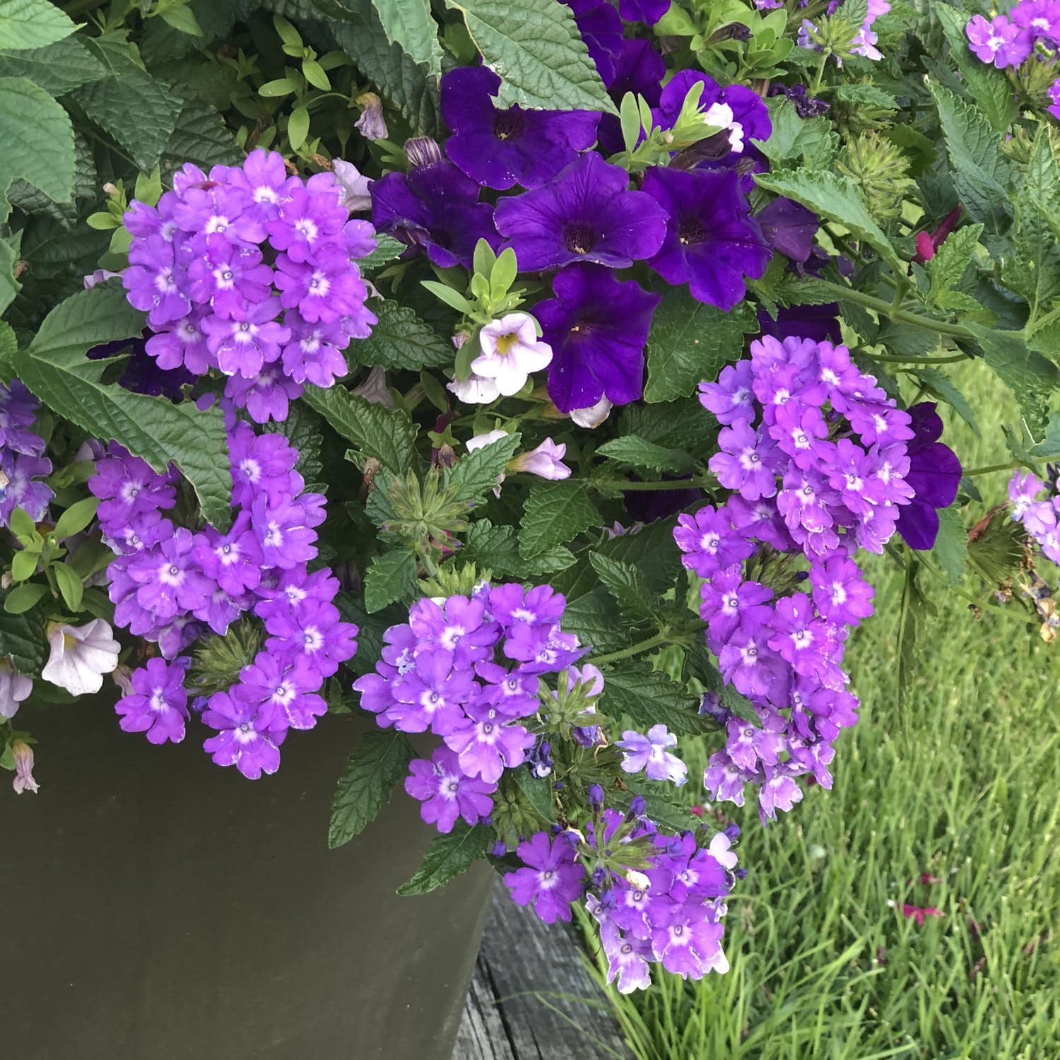 NooElec Seeds India 35+ SEEDS- Verbena Superbena 'Violet Ice' Flower Seeds For Planting Home Garden,