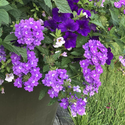NooElec Seeds India 35+ SEEDS- Verbena Superbena 'Violet Ice' Flower Seeds For Planting Home Garden,