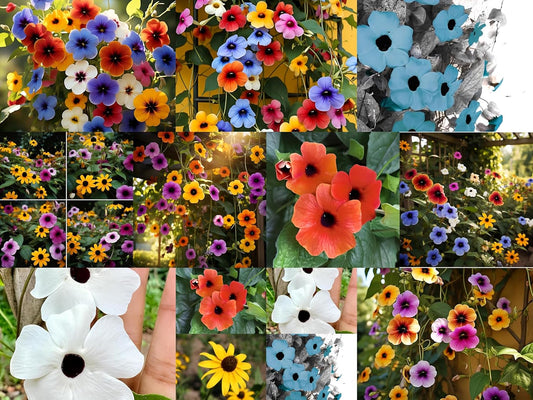 Earth Hopper Black Eyed Susan Thunbergia Mix Hybrid Flower Seeds - 50 Pcs, Easy to Grow & Care, Grow All India