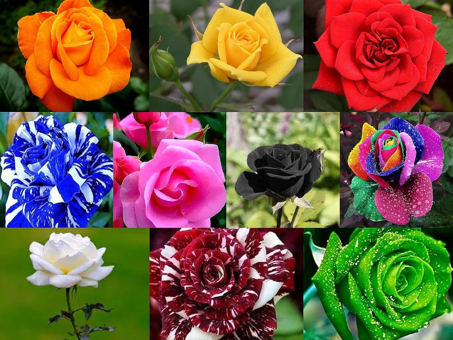 10 Colour Rose Flower Seeds- Combo Pack - 15 X 10-150+ Seeds - Grow Year Round