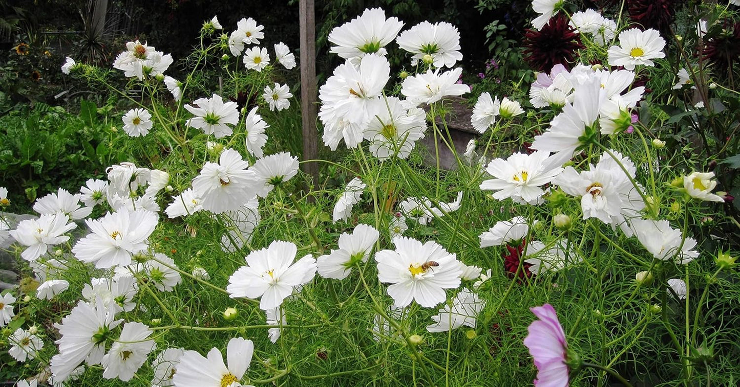 Earth Hopper F1 Hybrid Cosmos Flower Seeds - 35 Seeds Trial Pack (Cosmos, White)