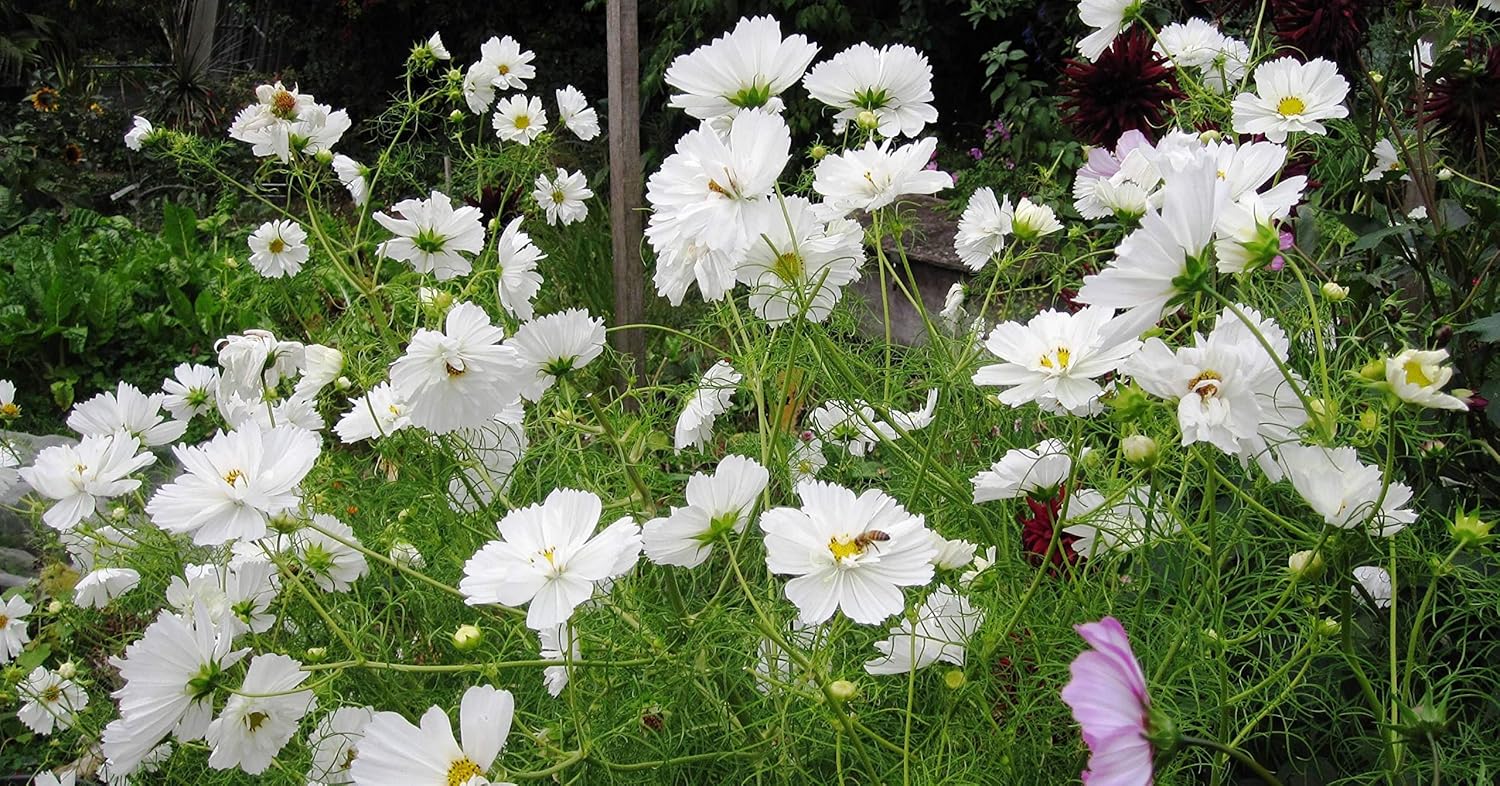 Earth Hopper F1 Hybrid Cosmos Flower Seeds - 35 Seeds Trial Pack (Cosmos, White)