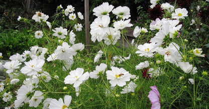 Earth Hopper F1 Hybrid Cosmos Flower Seeds - 35 Seeds Trial Pack (Cosmos, White)