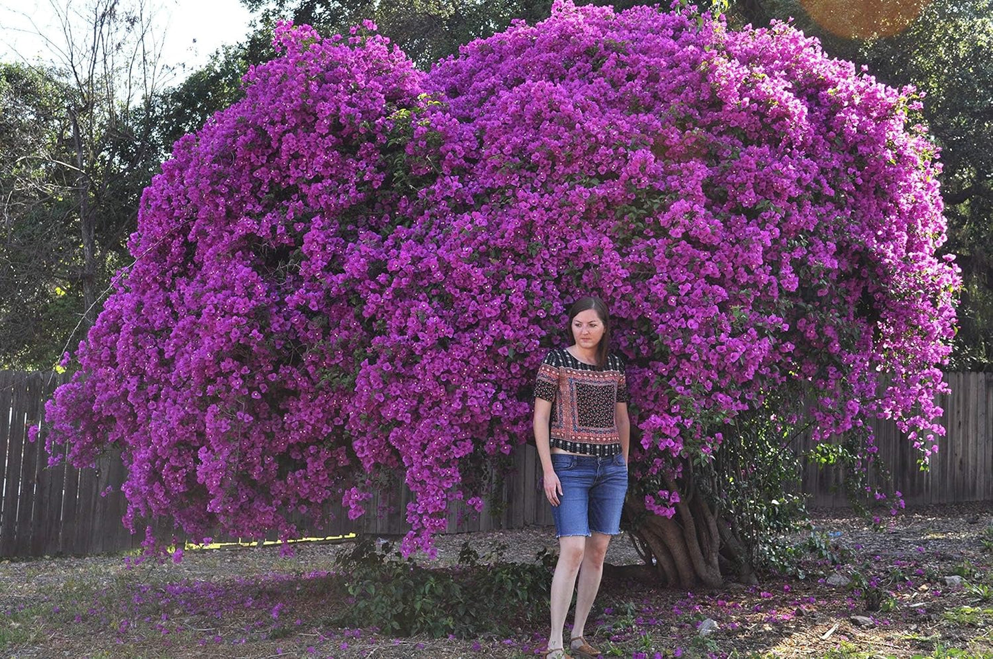 35+ SEEDS- Mix Bougainvillea Flower Vine Plant Seeds For Home Garden.Red & Purple Mix
