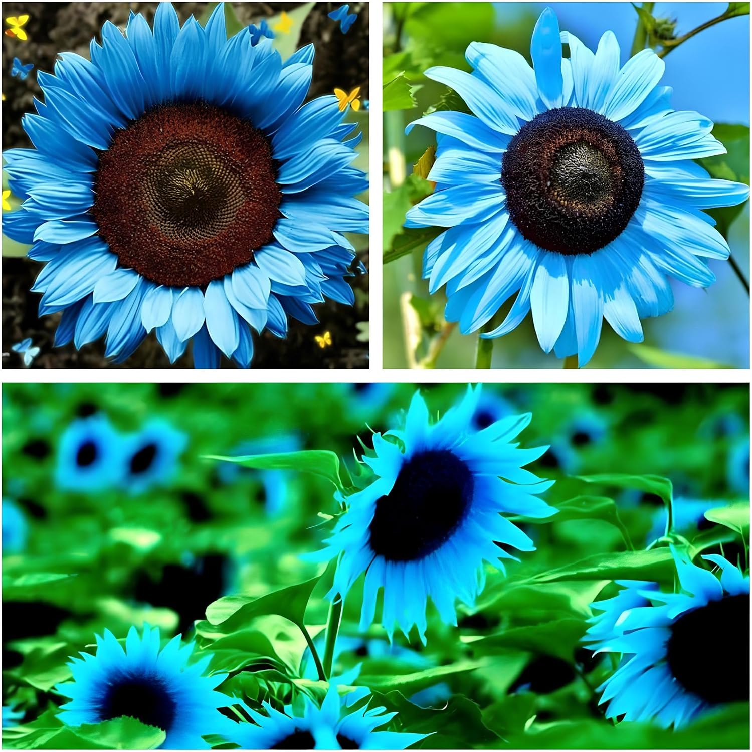 Earth Hopper -35+ Seeds- Midnight Blue Sunflower Seeds Rare Ornamental Bright Blue Non-GMO Flower Seeds for Planting Home Garden