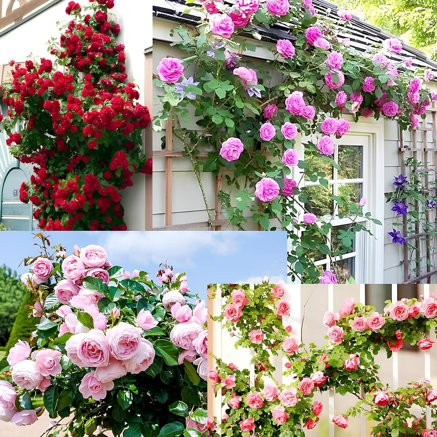 200+ SEEDS- Hybrid Climbing Rose Flower Mix Seeds, Year-Round Blooms