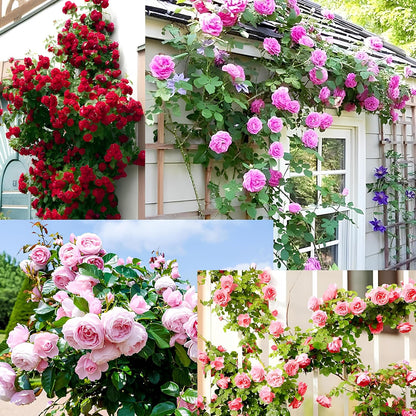 200+ SEEDS- Hybrid Climbing Rose Flower Mix Seeds, Year-Round Blooms