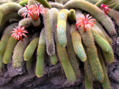 Earth Hopper 35+ SEEDS All Seasons Monkey Tail Cactus Seeds For Planting Home Garden -Indoor or Outdoor
