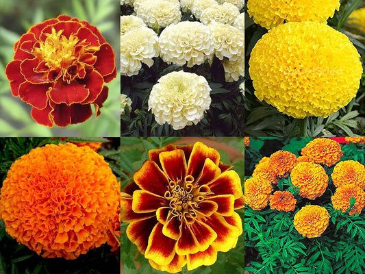 NooElec Seeds India E Garden 6 Variety Marigold Gainda Flower Seeds Combo Pack- 200+ Seeds