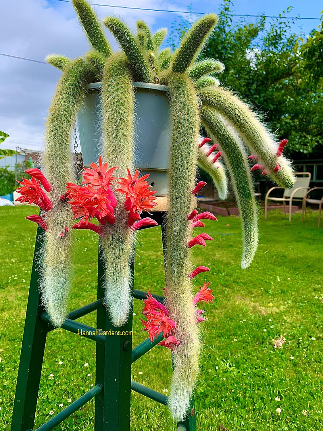 Earth Hopper 35+ SEEDS All Seasons Monkey Tail Cactus Seeds For Planting Home Garden -Indoor or Outdoor