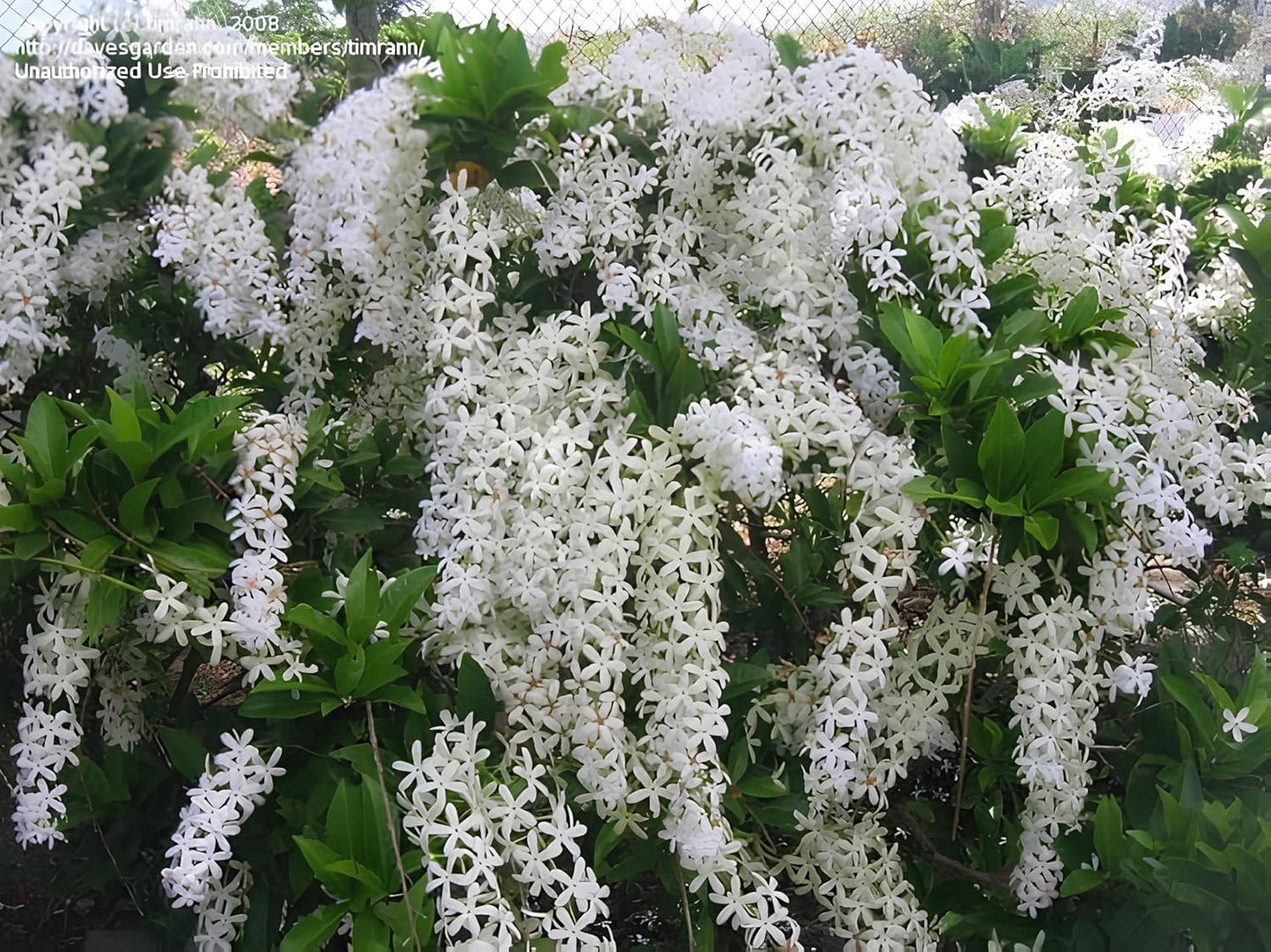 Seeds Ville Queen Wreath Sandpaper Vine Flowering Plant Seeds - 30 Seeds Home Garden Pack (Purple) (White)