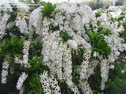 Seeds Ville Queen Wreath Sandpaper Vine Flowering Plant Seeds - 30 Seeds Home Garden Pack (Purple) (White)