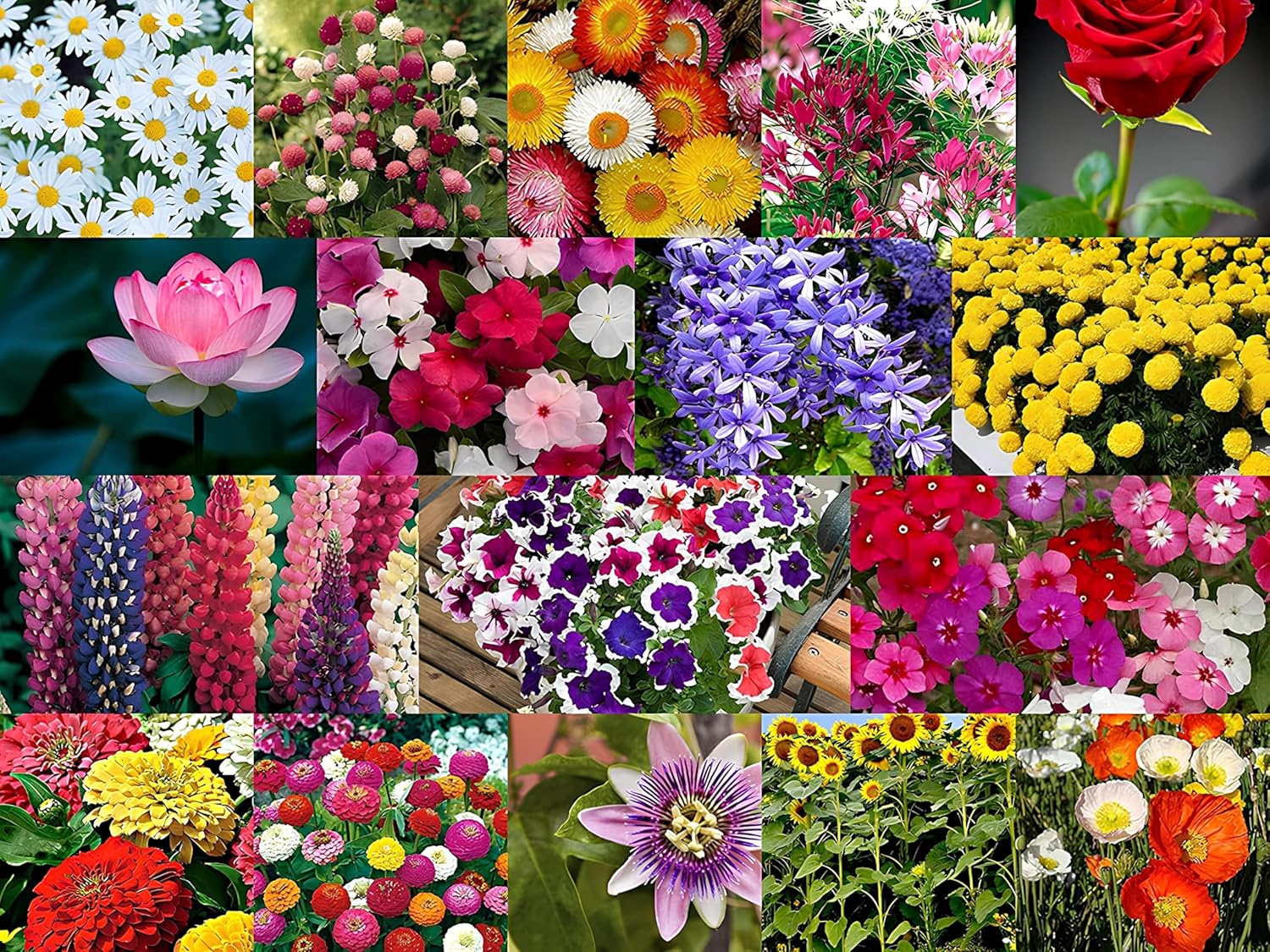 Low Maintenance Hybrid Flower Seeds Combo Pack- All Year Flower Seeds Supply (50 VARIETIES)