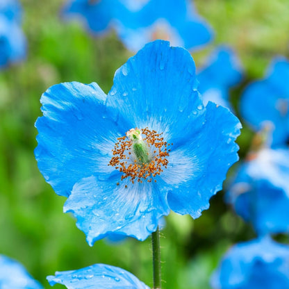 50+ SEEDS- BLUE HIMALAYAN POPPY Tibetan Meconopsis Betonicifolia Flower Seeds