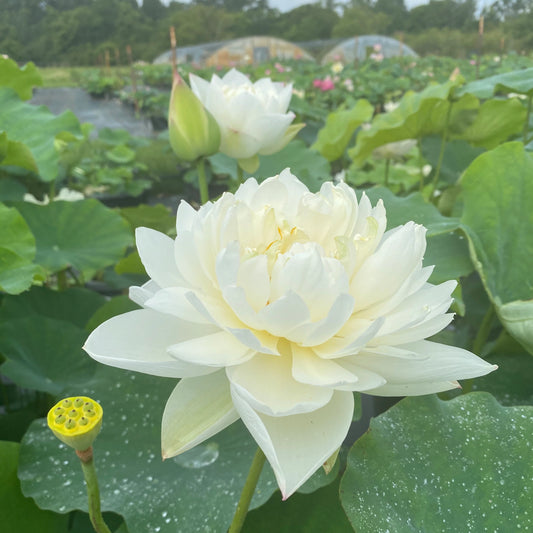 White lotus flower with green leaves and a blurred background