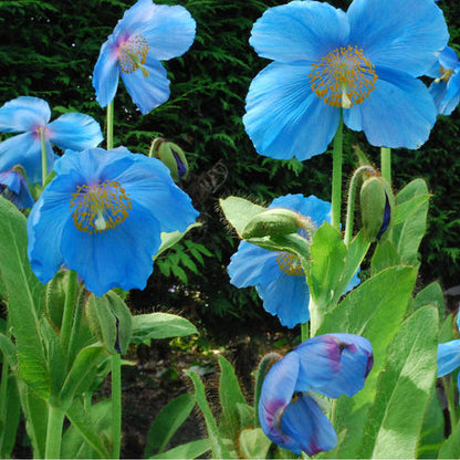 50+ SEEDS- BLUE HIMALAYAN POPPY Tibetan Meconopsis Betonicifolia Flower Seeds